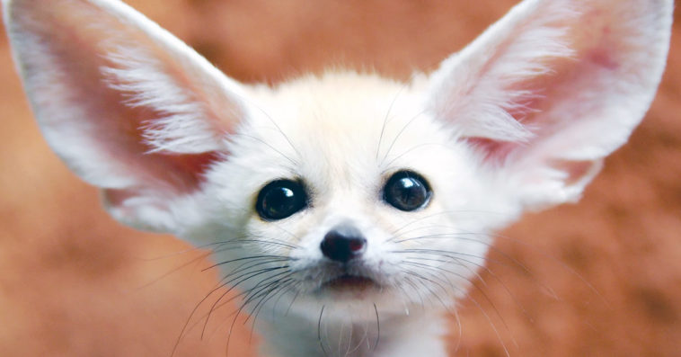 światowy dzień zwierząt politycy dziennikarze pokazują swoje zwierzęta