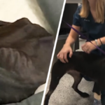 pies schronisko dla zwierząt zjadł z głodu własny koc