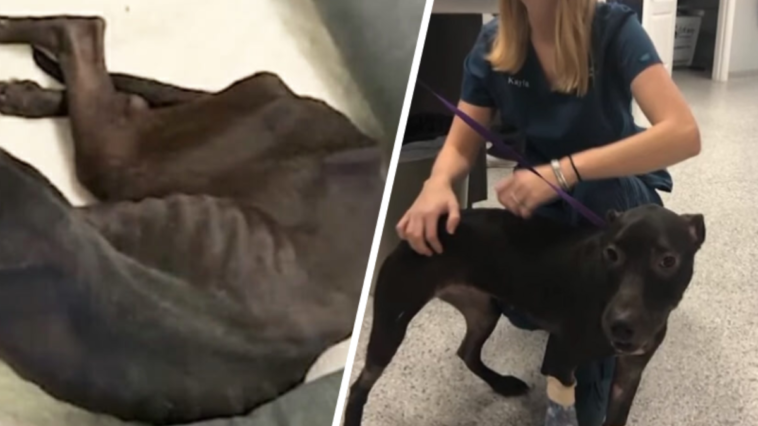 pies schronisko dla zwierząt zjadł z głodu własny koc