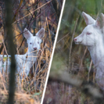 biała sarna w polsce albinos zdjęcia nadleśnictwo
