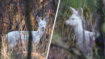 biała sarna w polsce albinos zdjęcia nadleśnictwo