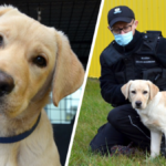 fado pies funkcjonariusz krajowa administracja skarbowa labrador