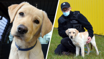 fado pies funkcjonariusz krajowa administracja skarbowa labrador