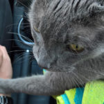 kot weterynarz uśpienie