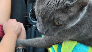 kot weterynarz uśpienie