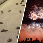 martwe ptaki w rzymie sylwester petardy ptaki na ulicach rzymu