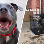 pies pitbull schronisko dla zwierząt adopcja samotność blizny happy end