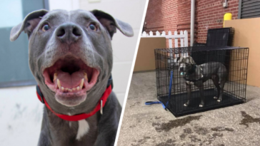 pies pitbull schronisko dla zwierząt adopcja samotność blizny happy end