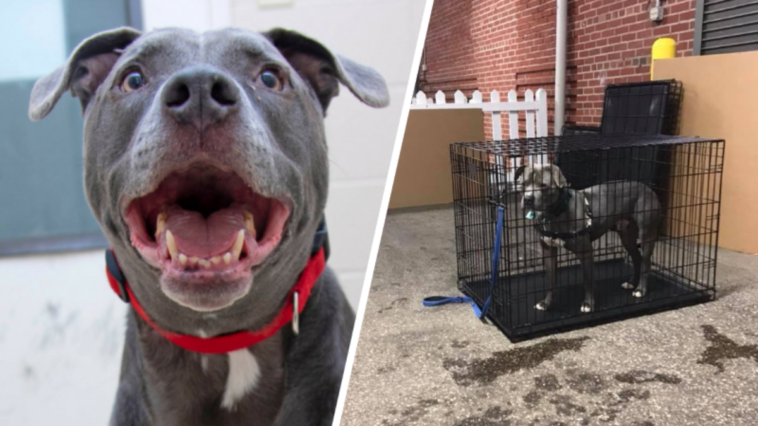 pies pitbull schronisko dla zwierząt adopcja samotność blizny happy end