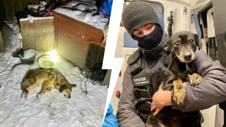 pies umarł na mrozie interwencja konrad kuźmiński