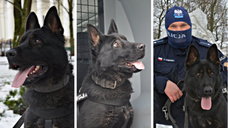 policja suwałki podlaskie zdzisiek owczarek