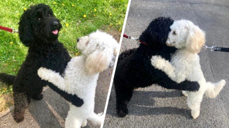 psy na spacerze rozpoznały się zachowały się jak ludzie przytuleni niesamowite zdjęcia