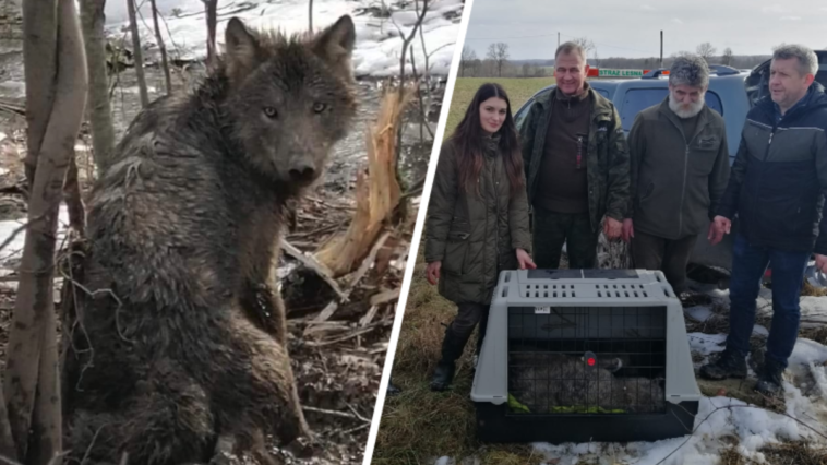 nadleśnictwo młynary uratowany wilk wnyki kłusownik Regionalna Dyrekcja Lasów Państwowych w Olsztynie