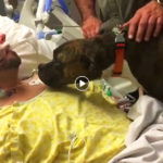 pies żegna chorego pana nagranie wzruszające łzy ostatnie pożegnanie w szpitalu