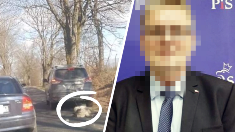 senator pis pies ciągnął psa za samochodem bonkowski pis znęcanie się nad psem
