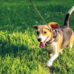 właściciele psów kary mandaty 10 kwietnia rozporządzenie 500 zł 250 zł