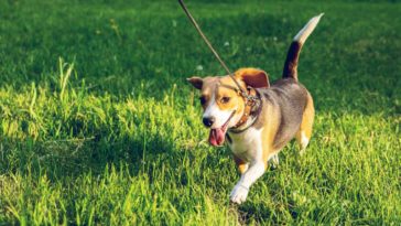 właściciele psów kary mandaty 10 kwietnia rozporządzenie 500 zł 250 zł