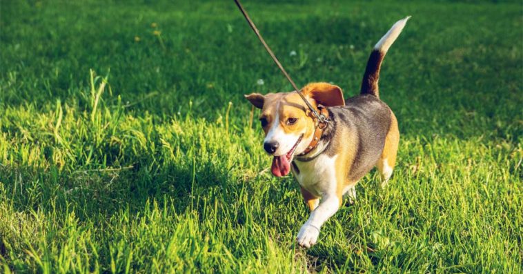 właściciele psów kary mandaty 10 kwietnia rozporządzenie 500 zł 250 zł