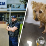 białystok pies w aucie policja straż miejsca