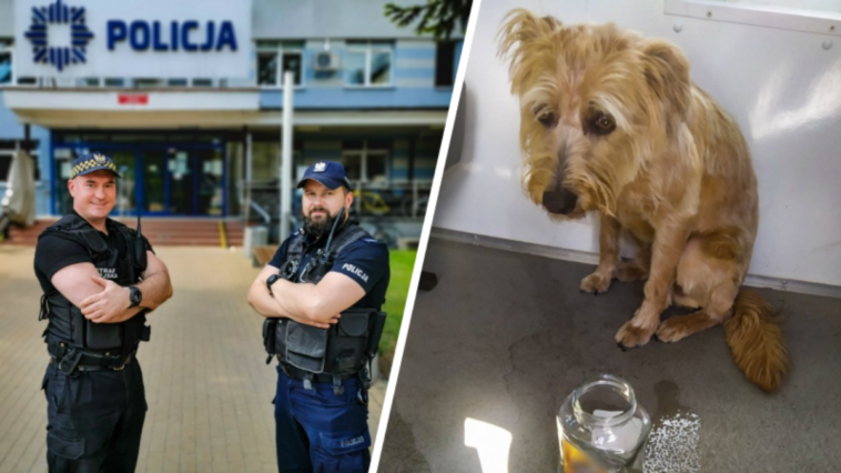 białystok pies w aucie policja straż miejsca