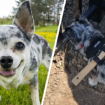 właściciel przywiązał psu drewnianą łyżkę płot wokół domu ucieczka