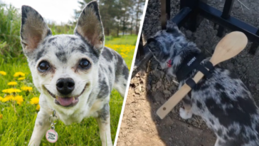 właściciel przywiązał psu drewnianą łyżkę płot wokół domu ucieczka