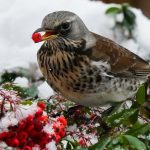 jak zadbać o ogród na zimę