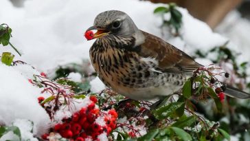 jak zadbać o ogród na zimę