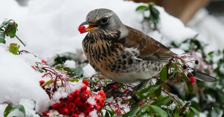 jak zadbać o ogród na zimę