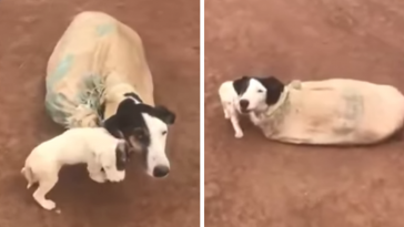 psia mama opuszczone psy na ulicy związane w worku uratowane