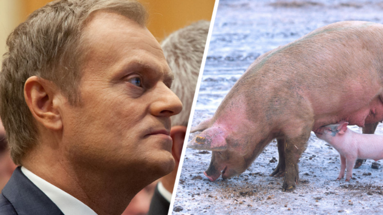 donald tusk twitter wieprze kaczor