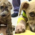 pies w kleju uratowany