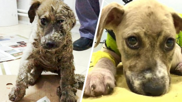 pies w kleju uratowany