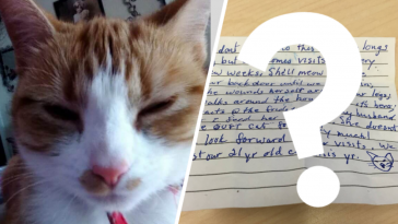 kot kartka na szyi ujawniono treść listu