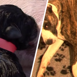 psi poród youtube nagranie jak przebiega