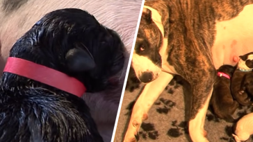 psi poród youtube nagranie jak przebiega