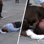 pies scena martwy aktor ratunek turcja