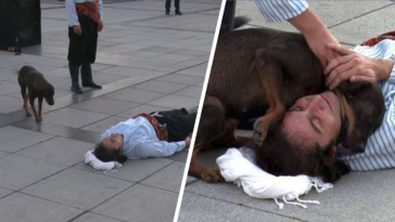 pies scena martwy aktor ratunek turcja