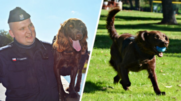 suwałki policja aida zdzisiek psy służbowe