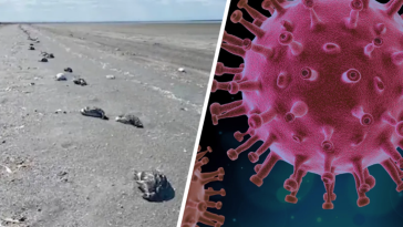 ptasia grypa ukraina 7 tysięcy ptaków nowa odmiana wirusa