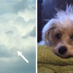 pyszczek psa na niebie po śmierci wzruszające