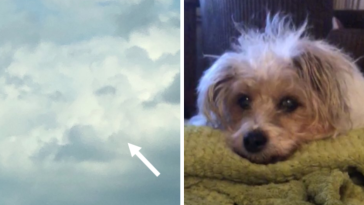 pyszczek psa na niebie po śmierci wzruszające