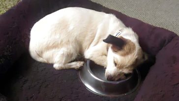 pies z głową w misce sen