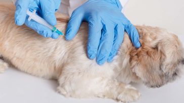 wścieklizna obowiązkowe szczepienia