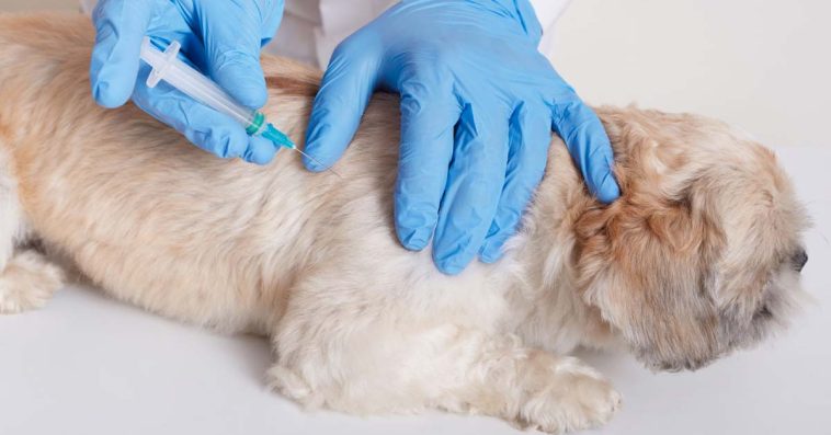 wścieklizna obowiązkowe szczepienia