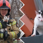 węgorzewo straż pożarna kot rynna