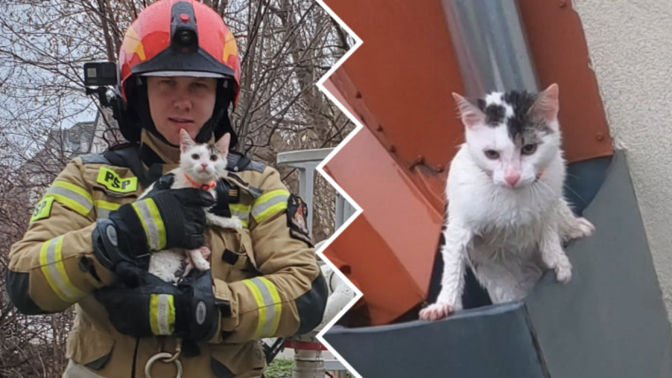 węgorzewo straż pożarna kot rynna