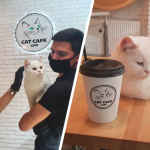 ukraina wojna kocia kawiarnia