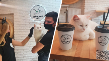 ukraina wojna kocia kawiarnia