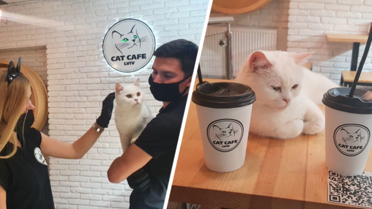 ukraina wojna kocia kawiarnia